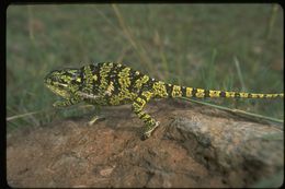 Image of Common African Flap-necked Chameleon