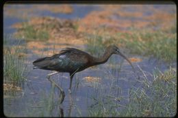 Image de Ibis falcinelle