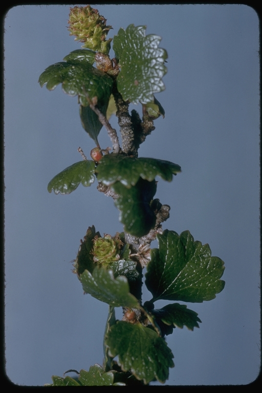 Betula nana (rights holder: 2008 California Academy of Sciences)