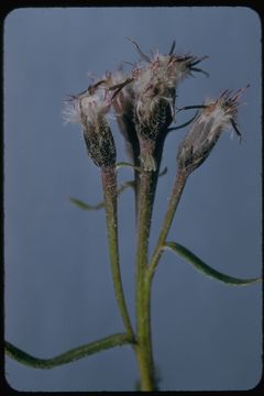 Sivun Saussurea angustifolia (Willd.) DC. kuva