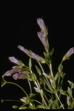 Plancia ëd Gentianella propinqua (Richards.) J. M. Gillett