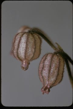 Image de Lychnis