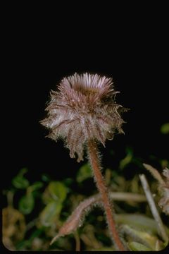 Image of oneflower fleabane