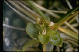 Слика од Chrysosplenium tetrandrum (N. Lund) Th. Fries