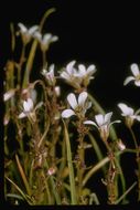 Plancia ëd Saxifraga cernua L.