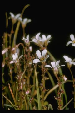 Image of bulblet saxifrage