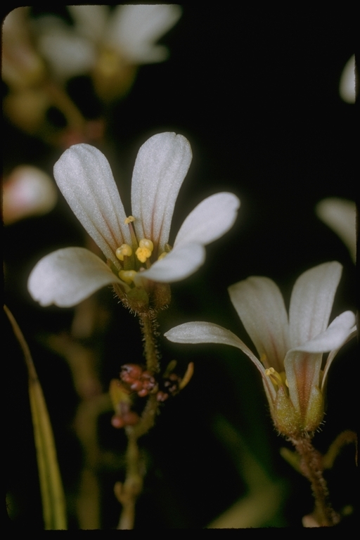 Plancia ëd Saxifraga cernua L.