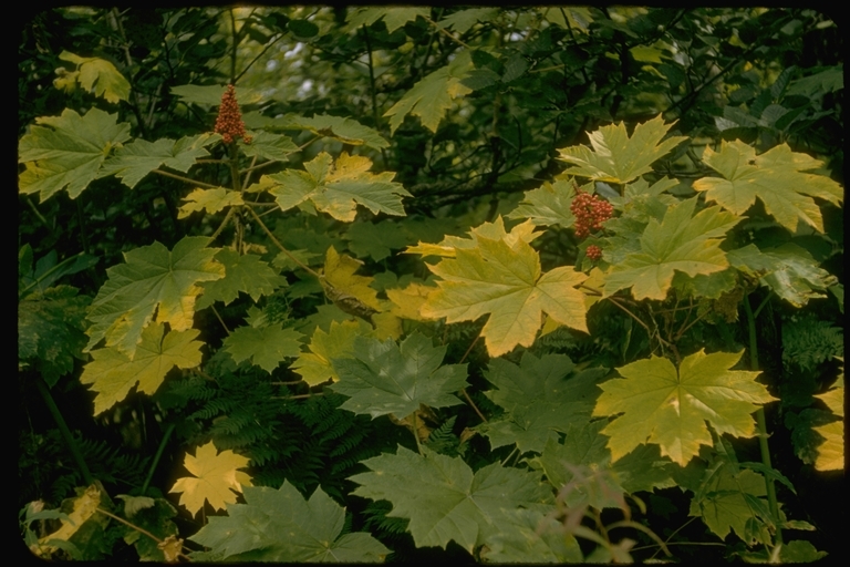 Слика од Oplopanax horridus (Sm.) Miq.