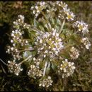 Image de Cochlearia groenlandica L.