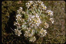 Image of Danish scurvygrass