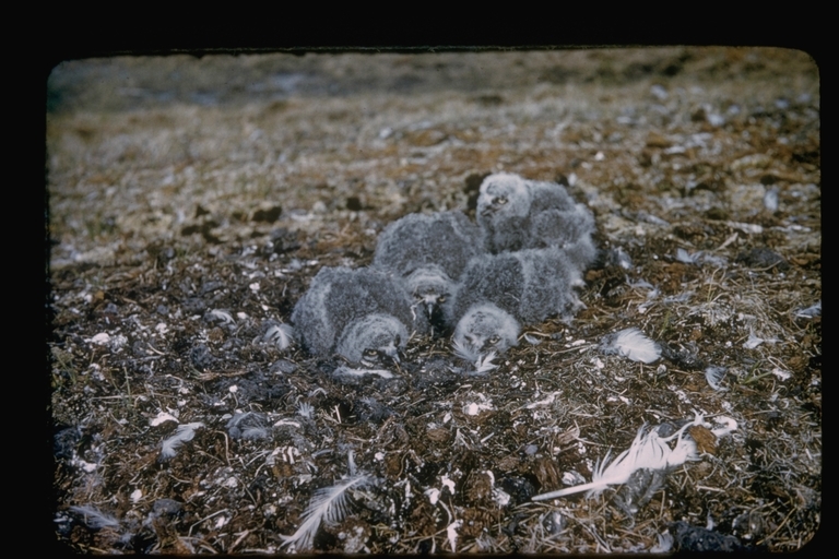 Image of Snowy Owl