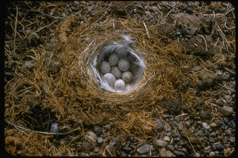 Image of Snow Bunting