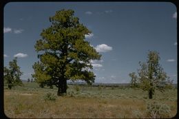 Imagem de Juniperus occidentalis Hook.