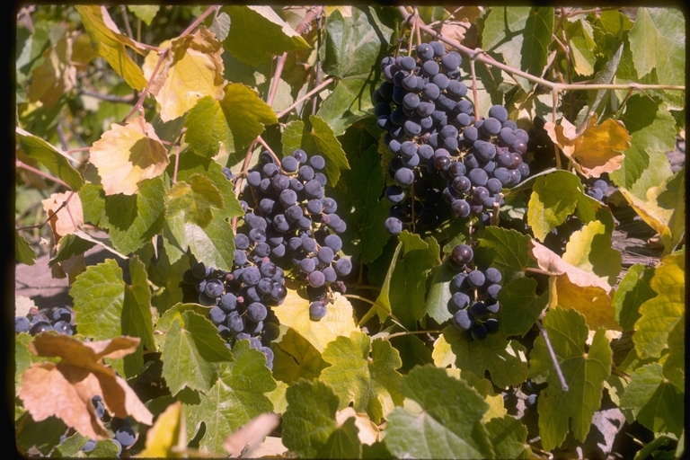 Image of California wild grape