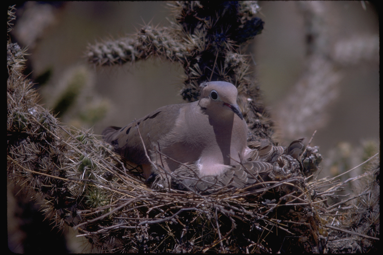 Image of American Mourning Dove