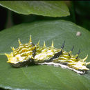 Image of Orchard Swallowtail Butterfly