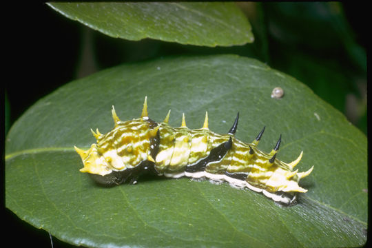 Image of Orchard Swallowtail Butterfly