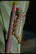 Image of Red-humped Caterpillar Moth
