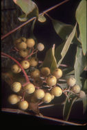 Image of brown dogwood