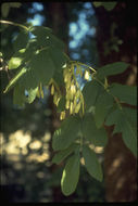 Слика од Fraxinus latifolia Benth.