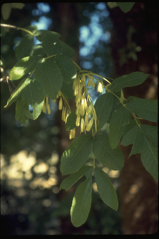 Слика од Fraxinus latifolia Benth.