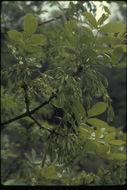 Слика од Fraxinus latifolia Benth.