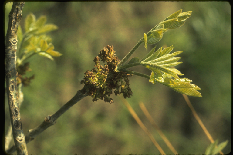 Слика од Fraxinus latifolia Benth.