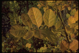 Plancia ëd Fraxinus latifolia Benth.