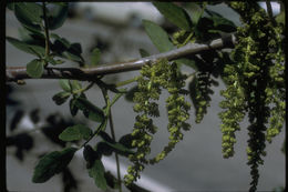 Image of Northern California Black Walnut