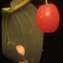 Image of <i>Streptopus amplexifolius</i> var. <i>americanus</i>