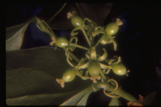 Image de Smilax californica (A. DC.) A. Gray