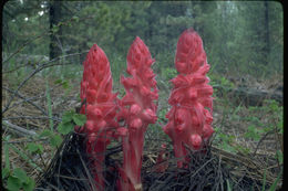 Image of snowplant