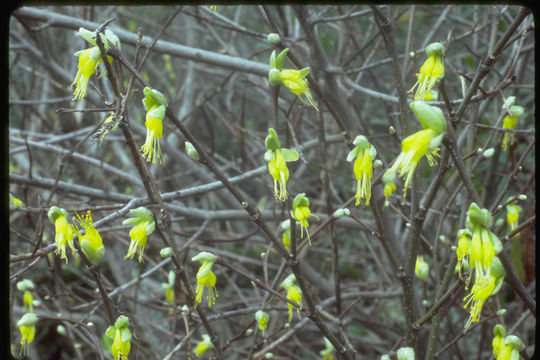 Sivun Dirca occidentalis A. Gray kuva