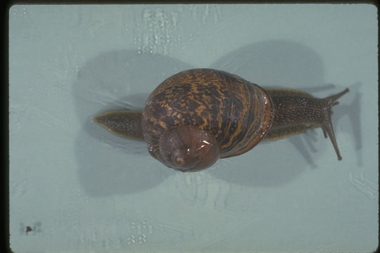 Image of <i>Helix aspersa</i>