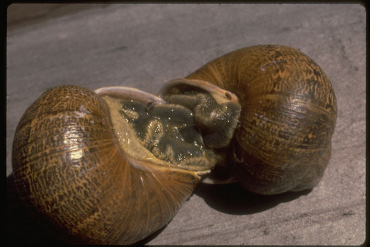 Image of <i>Helix aspersa</i>