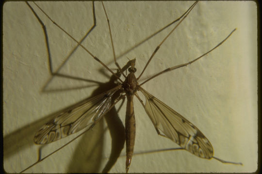 Image of large crane flies