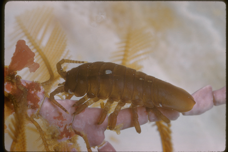 Image of isopods