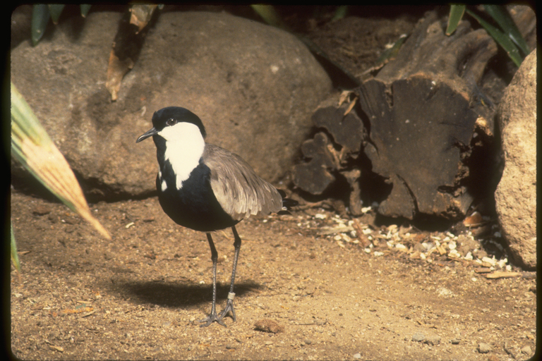 Слика од Vanellus spinosus (Linnaeus 1758)