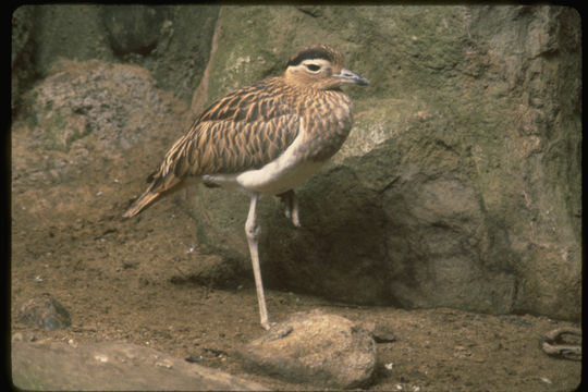 Image of Double-striped Thick-knee