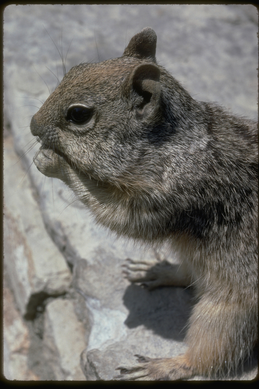 Image of rock squirrel