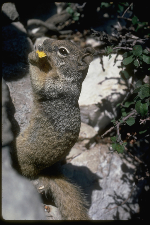 Image of rock squirrel