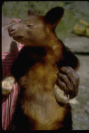 Image of Tree-kangaroo