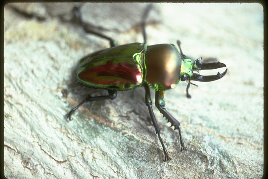 Image of Phalacrognathus muelleri (MacLeay 1885)