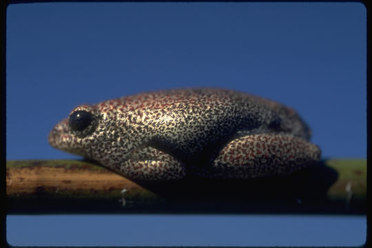 Image of Common Reed Frog