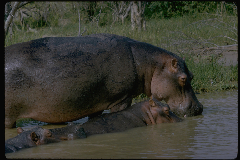 Image of Common Hippopotamus