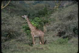 Image of Masai Giraffe