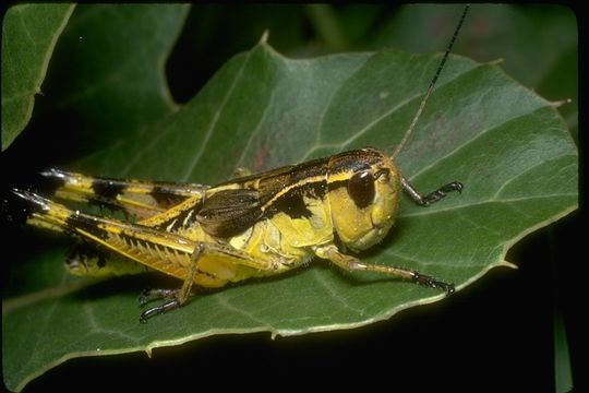 Image of short-horned grasshoppers