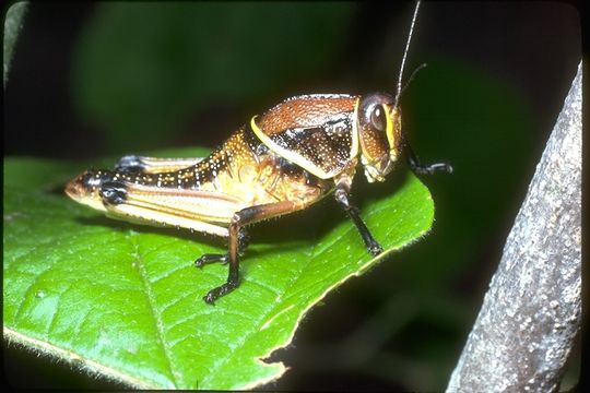 Image of short-horned grasshoppers