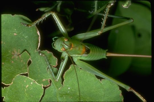 Image of short-horned grasshoppers