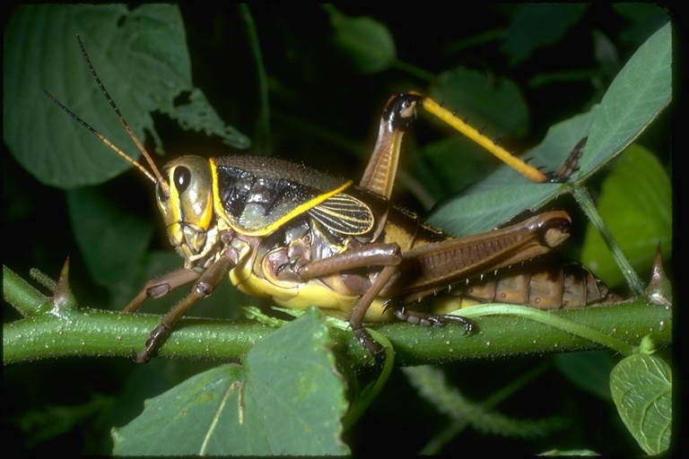 Image of short-horned grasshoppers